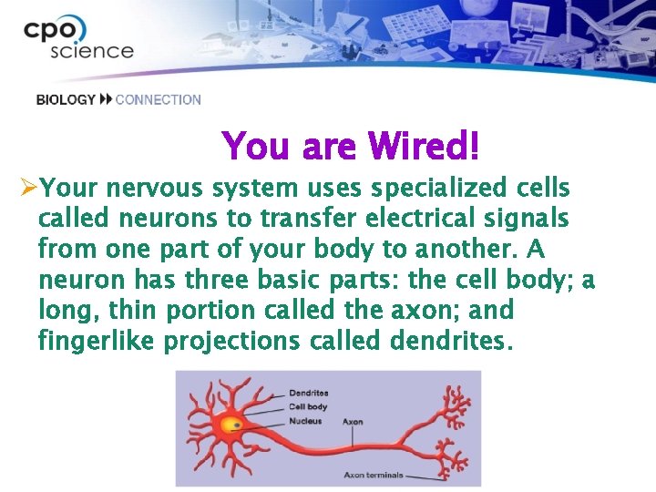 You are Wired! ØYour nervous system uses specialized cells called neurons to transfer electrical