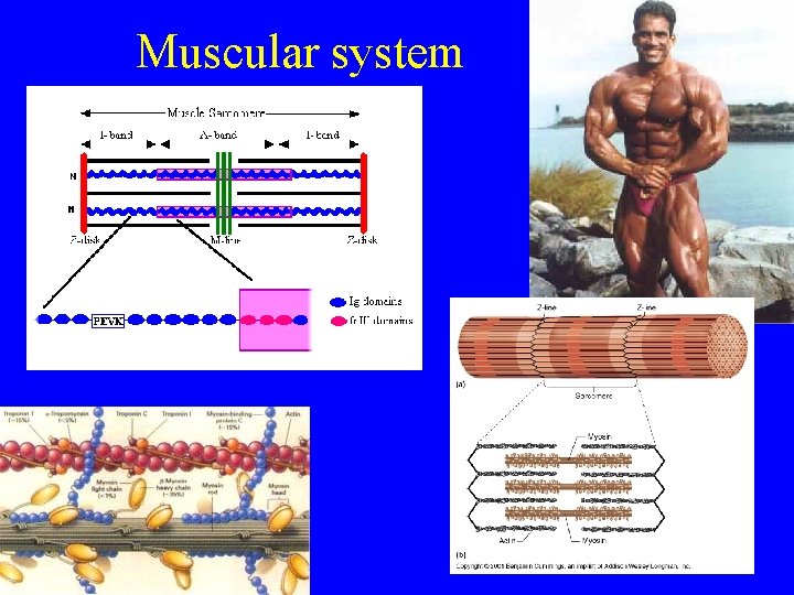 Muscular system 