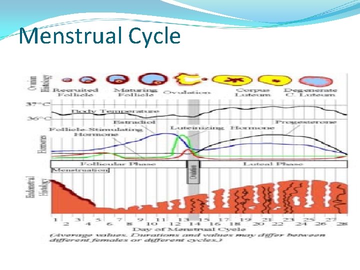 Menstrual Cycle 