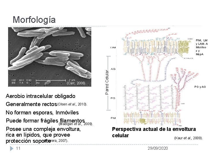 Morfología (Carr, 2006). Aerobio intracelular obligado Pared Celular PIM, LM y LAM. A Micólico