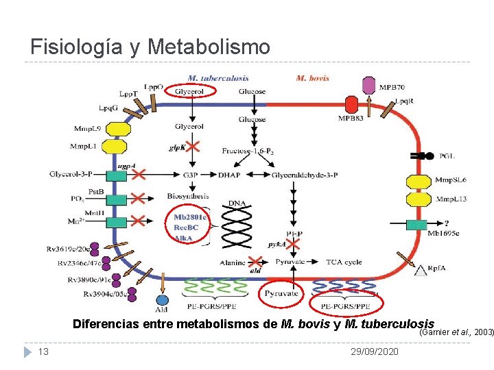 Fisiología y Metabolismo Diferencias entre metabolismos de M. bovis y M. tuberculosis (Garnier et