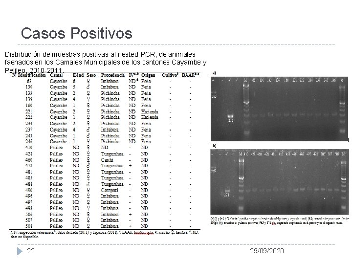 Casos Positivos Distribución de muestras positivas al nested-PCR, de animales faenados en los Camales