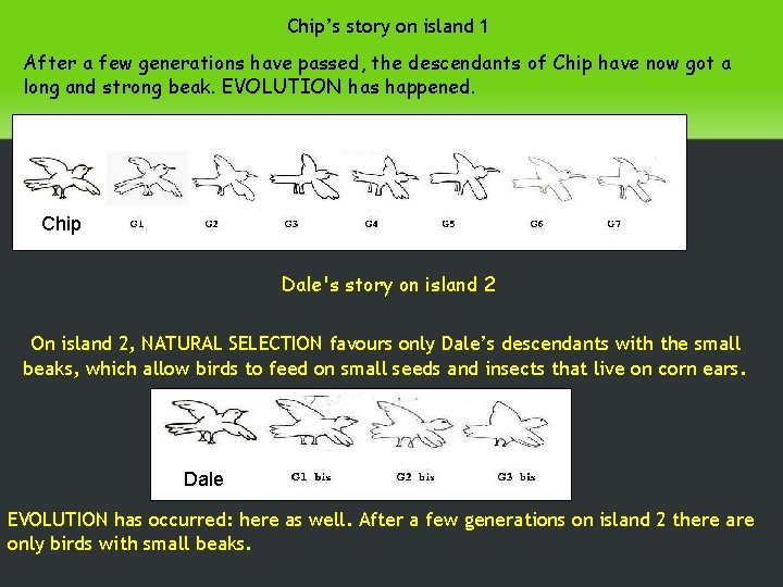 Chip’s story on island 1 After a few generations have passed, the descendants of