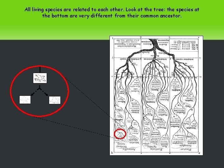 All living species are related to each other. Look at the tree: the species