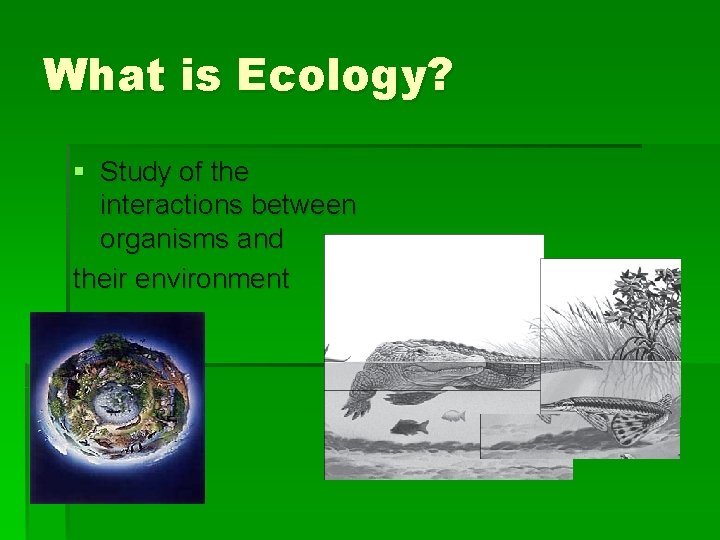 Parts of the Ecosystem What is Ecology Study
