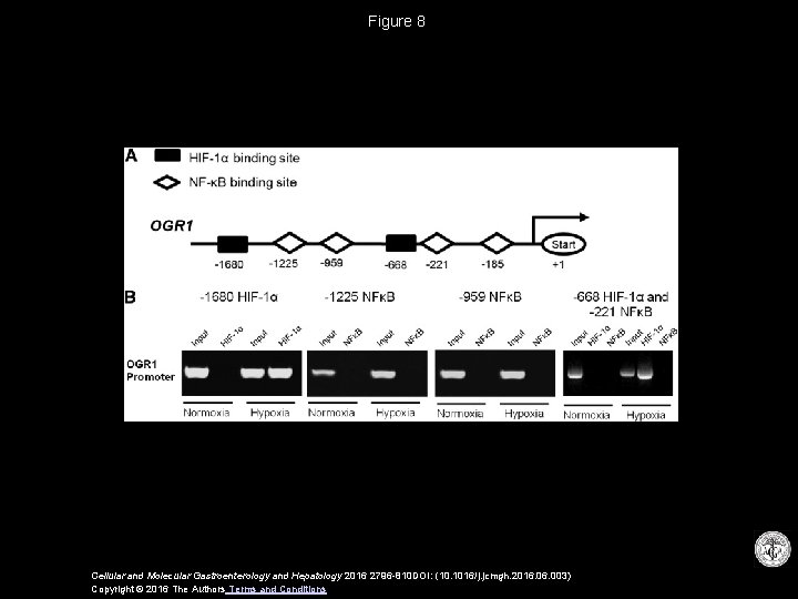 Figure 8 Cellular and Molecular Gastroenterology and Hepatology 2016 2796 -810 DOI: (10. 1016/j.