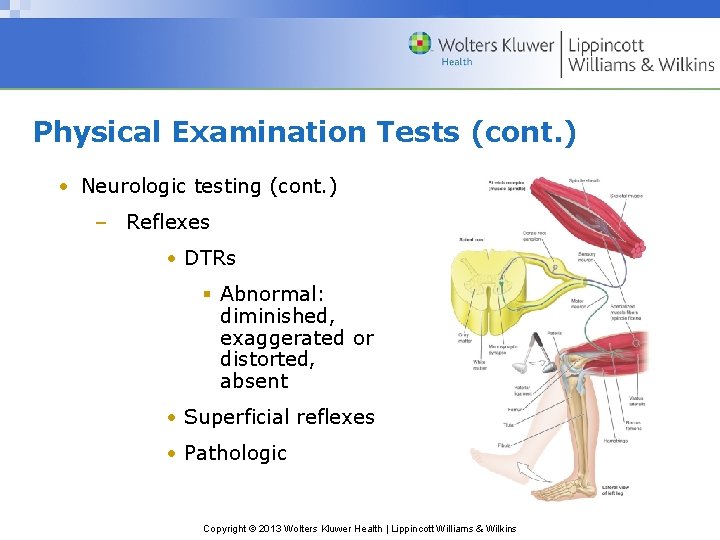 Physical Examination Tests (cont. ) • Neurologic testing (cont. ) – Reflexes • DTRs