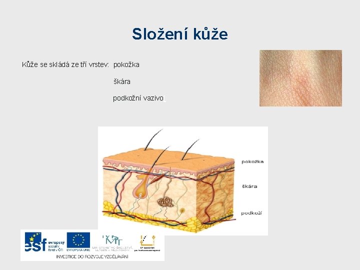 Složení kůže Kůže se skládá ze tří vrstev: pokožka škára podkožní vazivo[ 