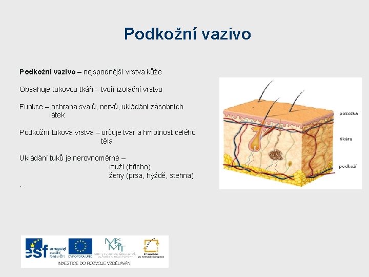 Podkožní vazivo – nejspodnější vrstva kůže Obsahuje tukovou tkáň – tvoří izolační vrstvu Funkce