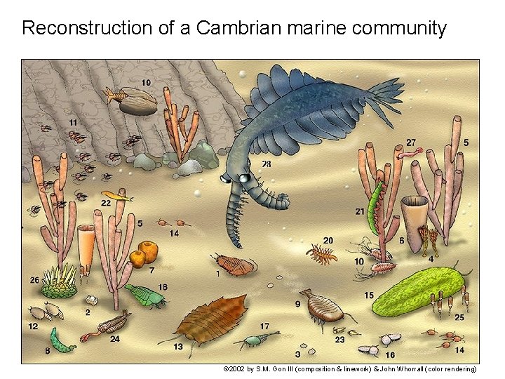 Reconstruction of a Cambrian marine community © 2002 by S. M. Gon III (composition