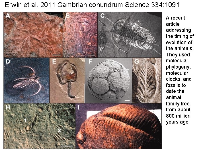 Erwin et al. 2011 Cambrian conundrum Science 334: 1091 A recent article addressing the