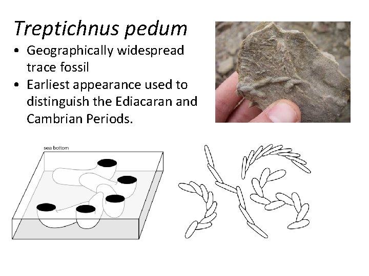 Treptichnus pedum • Geographically widespread trace fossil • Earliest appearance used to distinguish the