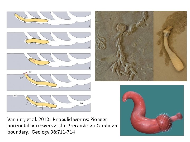 Vannier, et al. 2010. Priapulid worms: Pioneer horizontal burrowers at the Precambrian-Cambrian boundary. Geology
