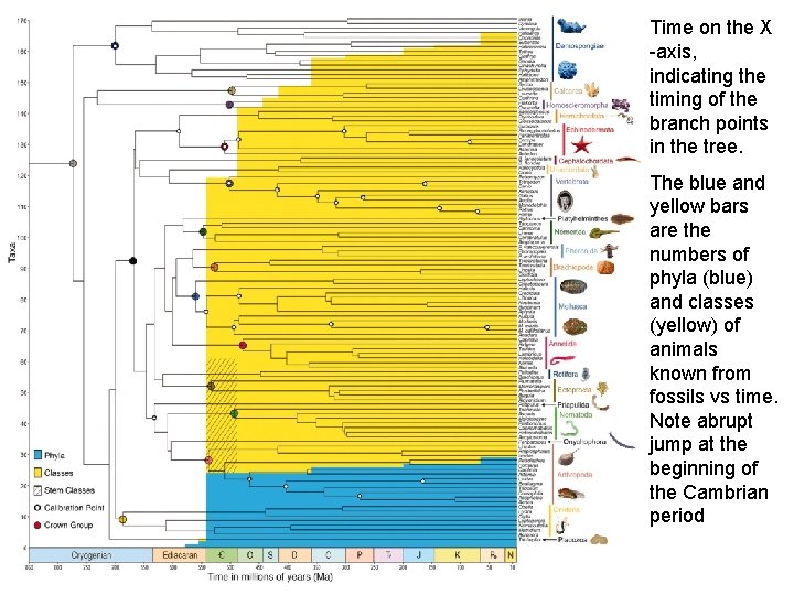 Time on the X -axis, indicating the timing of the branch points in the