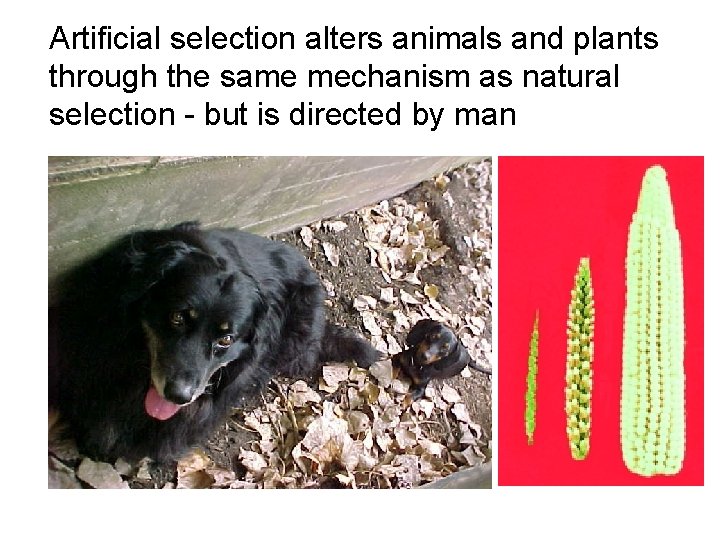 Artificial selection alters animals and plants through the same mechanism as natural selection -