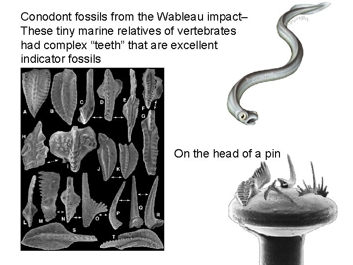 Conodont fossils from the Wableau impact– These tiny marine relatives of vertebrates had complex