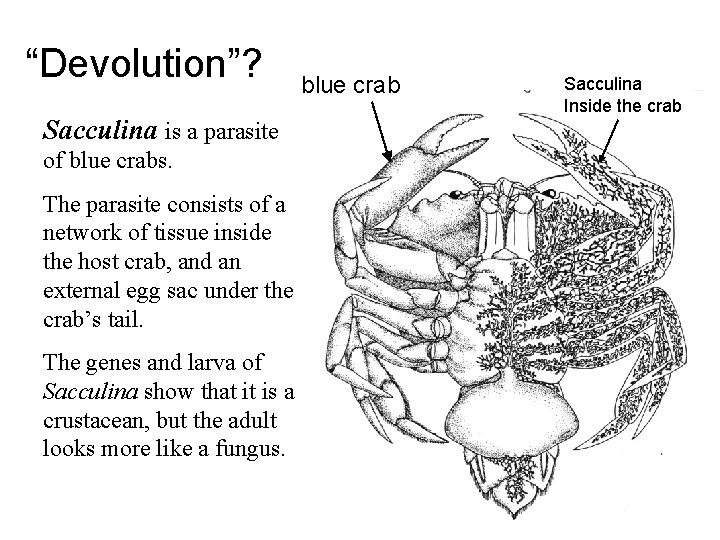 “Devolution”? Sacculina is a parasite of blue crabs. The parasite consists of a network