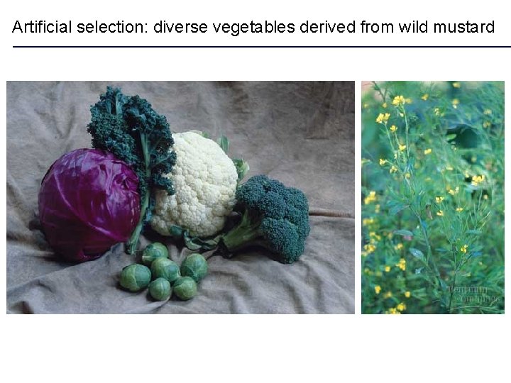 Artificial selection: diverse vegetables derived from wild mustard 