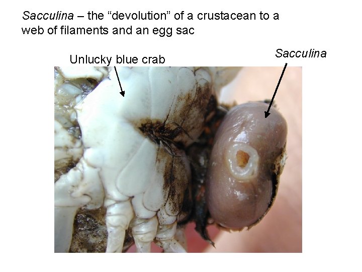 Sacculina – the “devolution” of a crustacean to a web of filaments and an