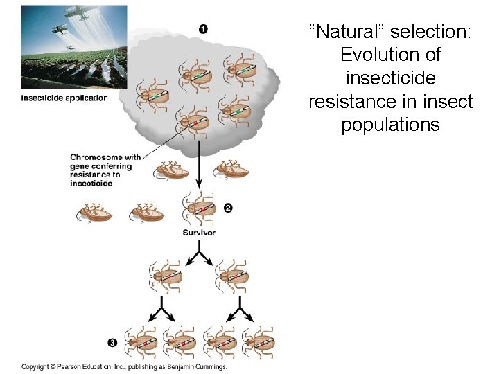 “Natural” selection: Evolution of insecticide resistance in insect populations 