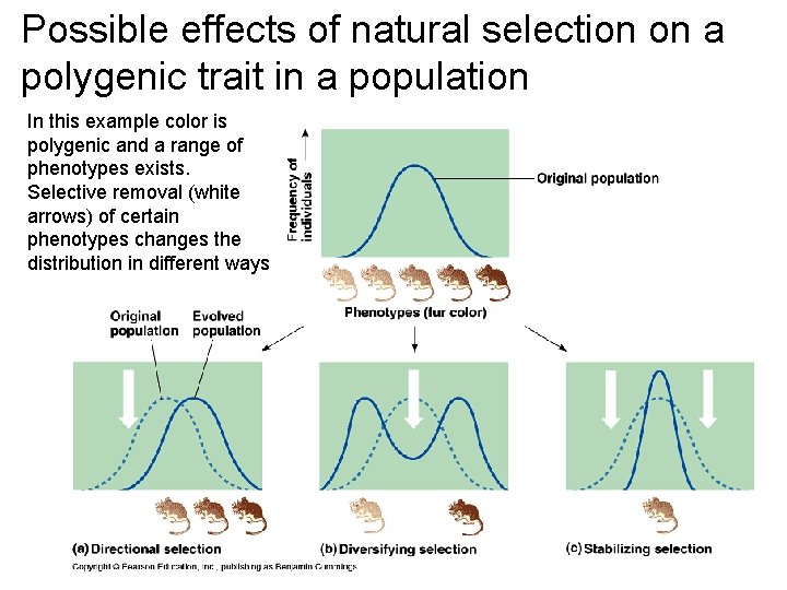 Possible effects of natural selection on a polygenic trait in a population In this