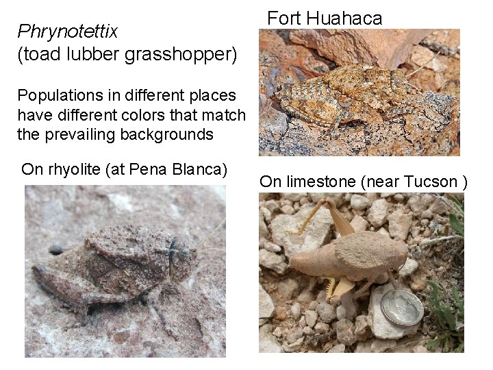 Phrynotettix (toad lubber grasshopper) Fort Huahaca Populations in different places have different colors that