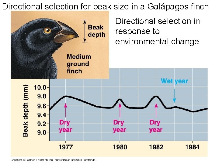 Directional selection for beak size in a Galápagos finch Directional selection in response to