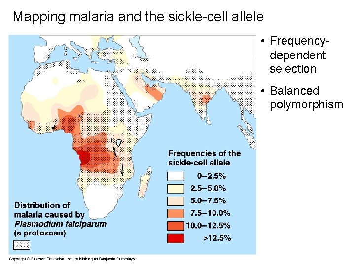 Mapping malaria and the sickle-cell allele • Frequencydependent selection • Balanced polymorphism 