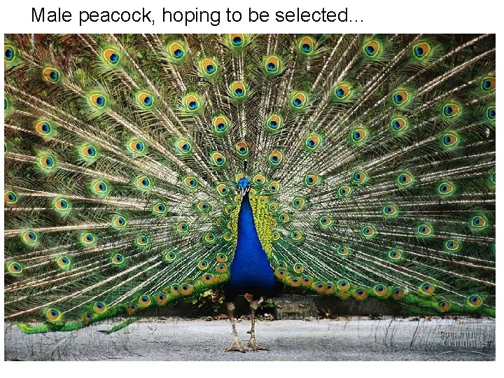 Male peacock, hoping to be selected… 