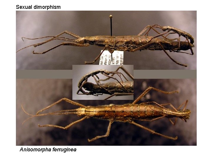 Sexual dimorphism Anisomorpha ferruginea 