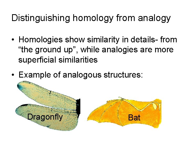 Distinguishing homology from analogy • Homologies show similarity in details- from “the ground up”,