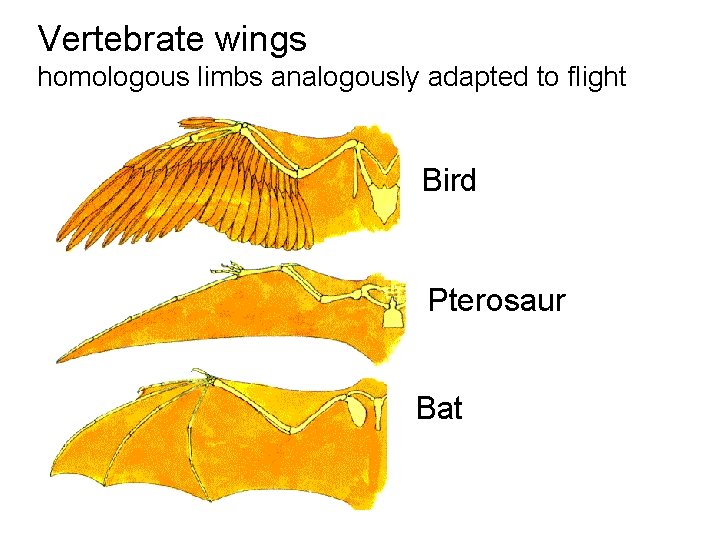 Vertebrate wings homologous limbs analogously adapted to flight Bird Pterosaur Bat 