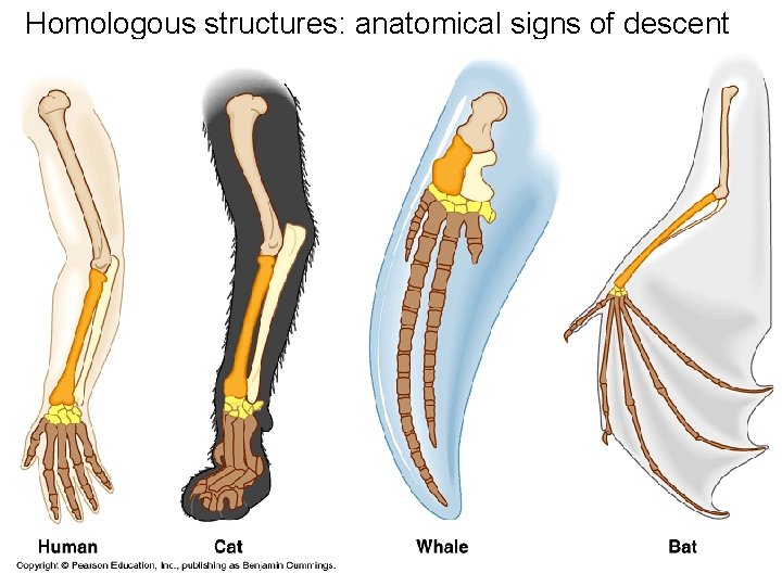 Homologous structures: anatomical signs of descent with modification 
