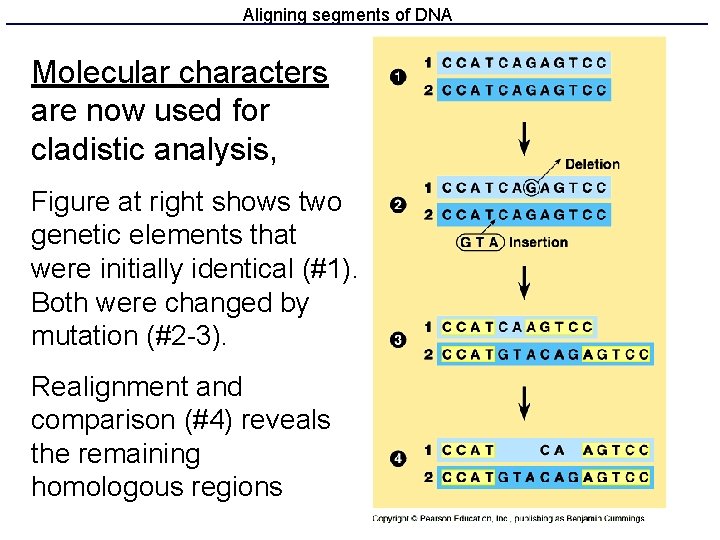 Aligning segments of DNA Molecular characters are now used for cladistic analysis, Figure at