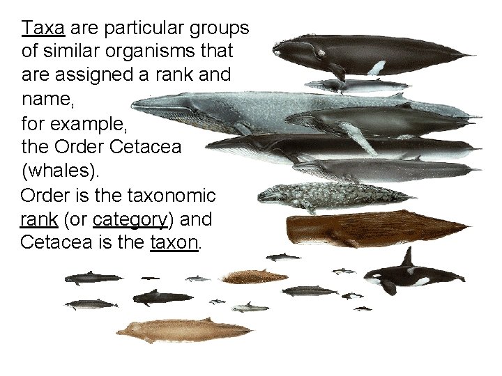 Taxa are particular groups of similar organisms that are assigned a rank and name,