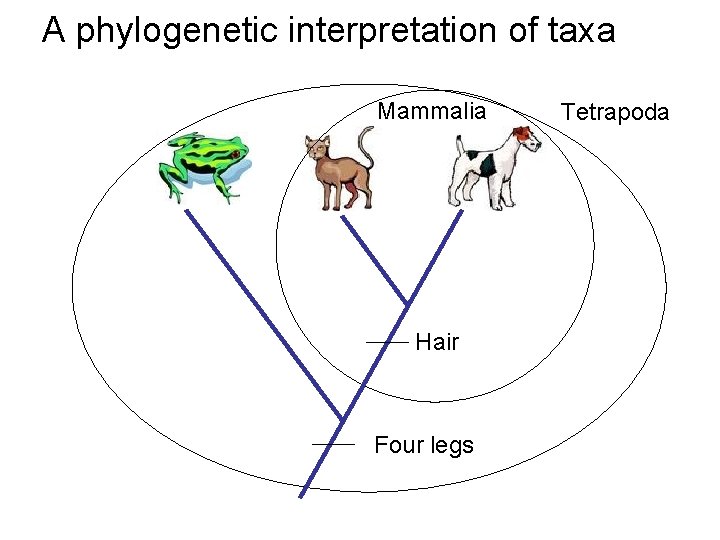 A phylogenetic interpretation of taxa Mammalia Hair Four legs Tetrapoda 