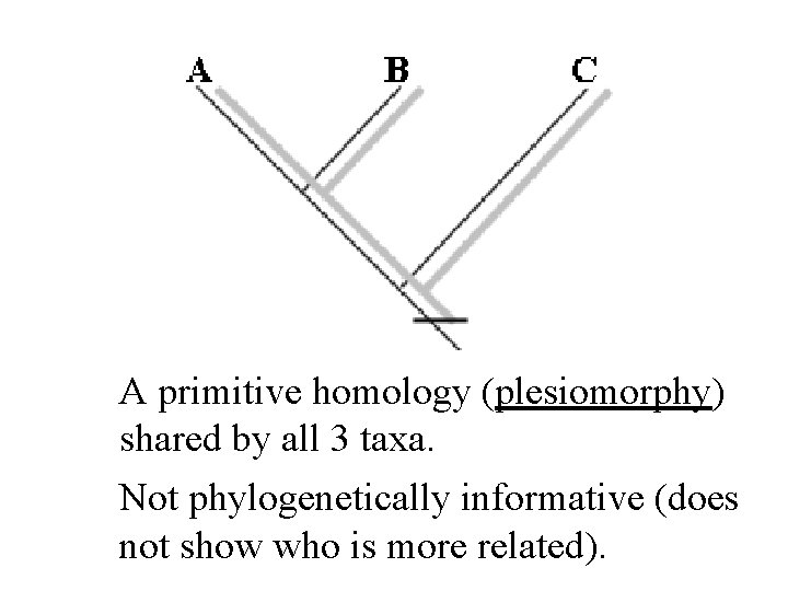 A primitive homology (plesiomorphy) shared by all 3 taxa. Not phylogenetically informative (does not