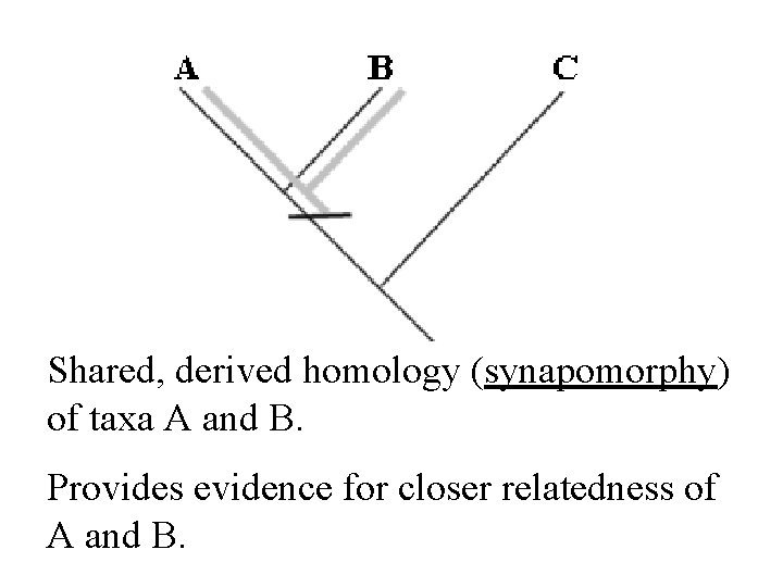 Shared, derived homology (synapomorphy) of taxa A and B. Provides evidence for closer relatedness