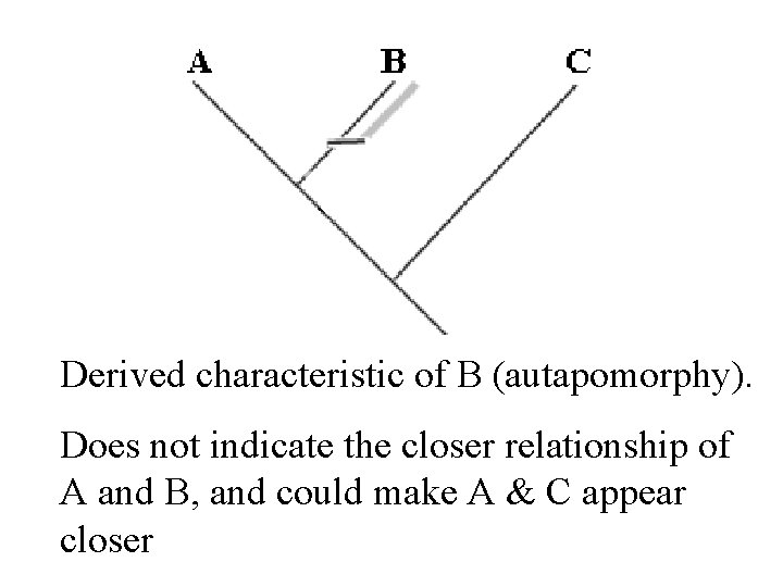 Derived characteristic of B (autapomorphy). Does not indicate the closer relationship of A and