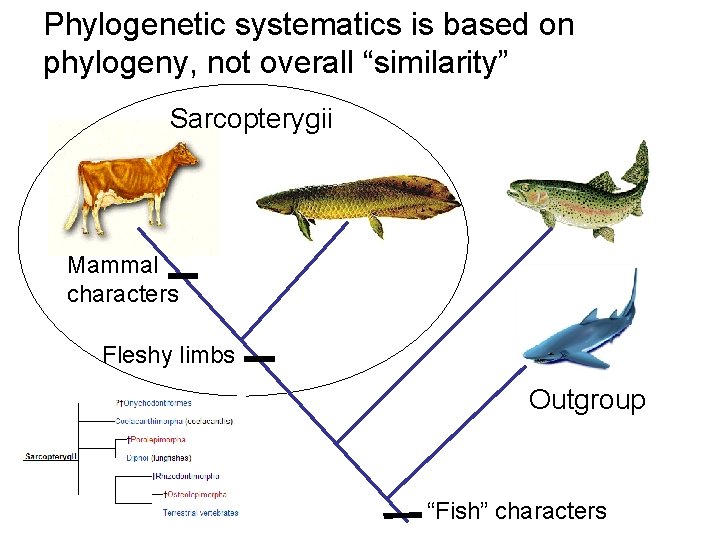 Phylogenetic systematics is based on phylogeny, not overall “similarity” Sarcopterygii Mammal characters Fleshy limbs