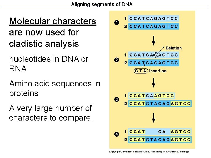 Aligning segments of DNA Molecular characters are now used for cladistic analysis nucleotides in