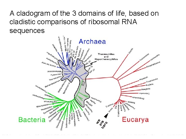 A cladogram of the 3 domains of life, based on cladistic comparisons of ribosomal