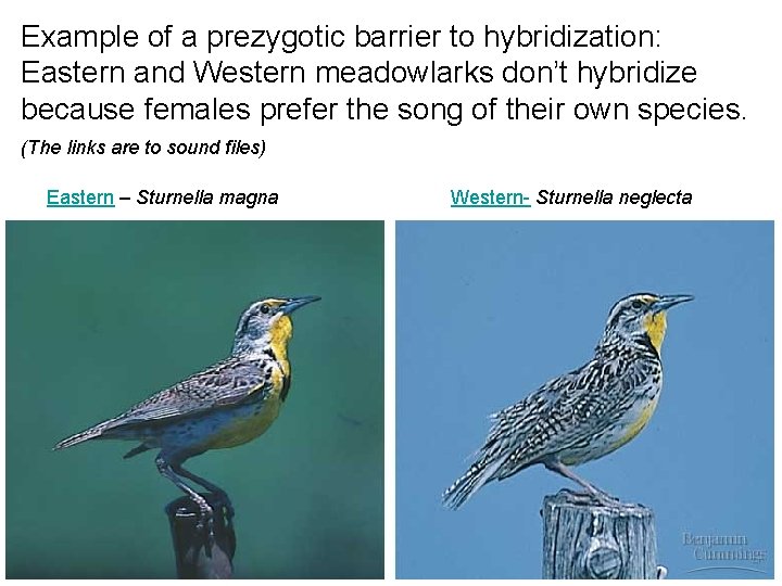 Example of a prezygotic barrier to hybridization: Eastern and Western meadowlarks don’t hybridize because