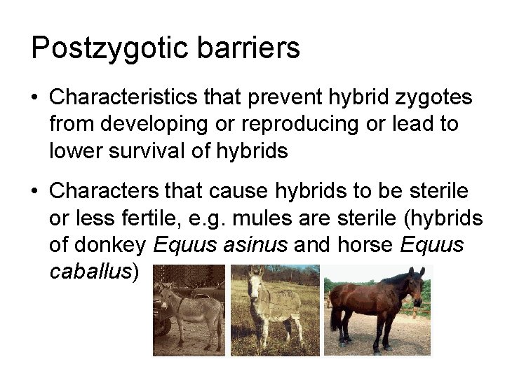 Postzygotic barriers • Characteristics that prevent hybrid zygotes from developing or reproducing or lead