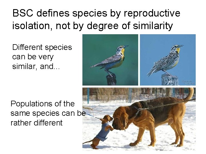 BSC defines species by reproductive isolation, not by degree of similarity Different species can