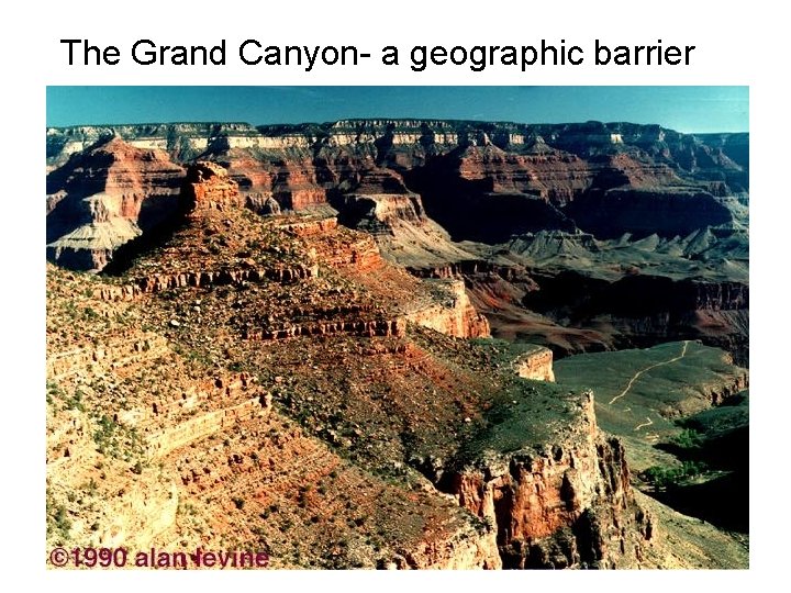 The Grand Canyon- a geographic barrier 