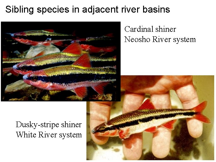 Sibling species in adjacent river basins Cardinal shiner Neosho River system Dusky-stripe shiner White