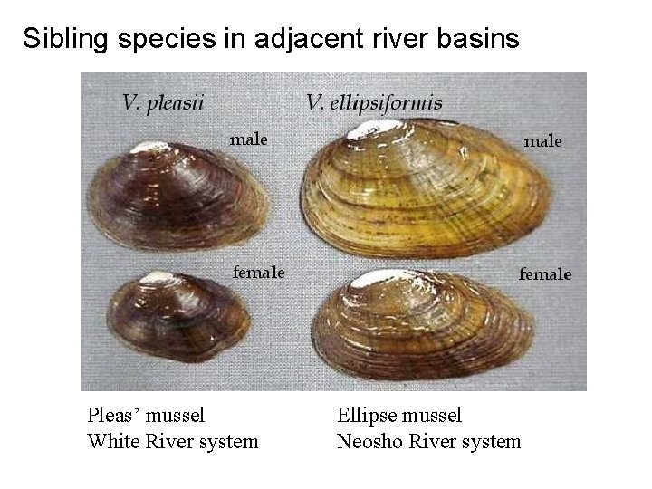 Sibling species in adjacent river basins Pleas’ mussel White River system Ellipse mussel Neosho