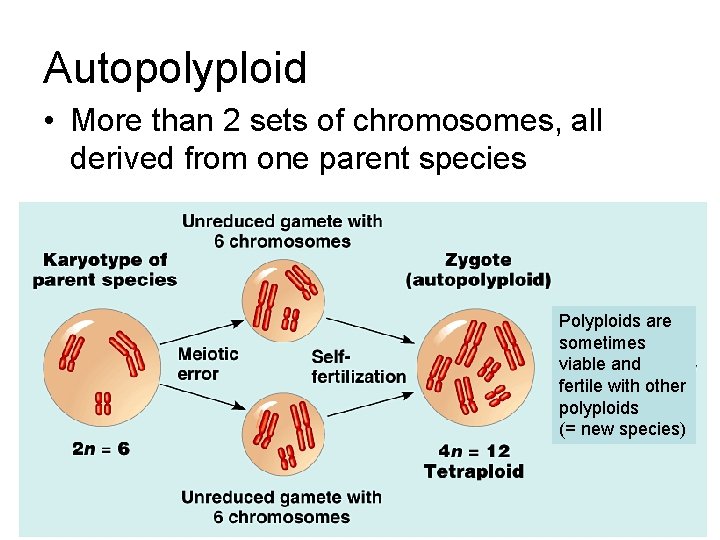 Autopolyploid • More than 2 sets of chromosomes, all derived from one parent species