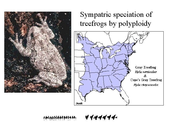 Sympatric speciation of treefrogs by polyploidy 